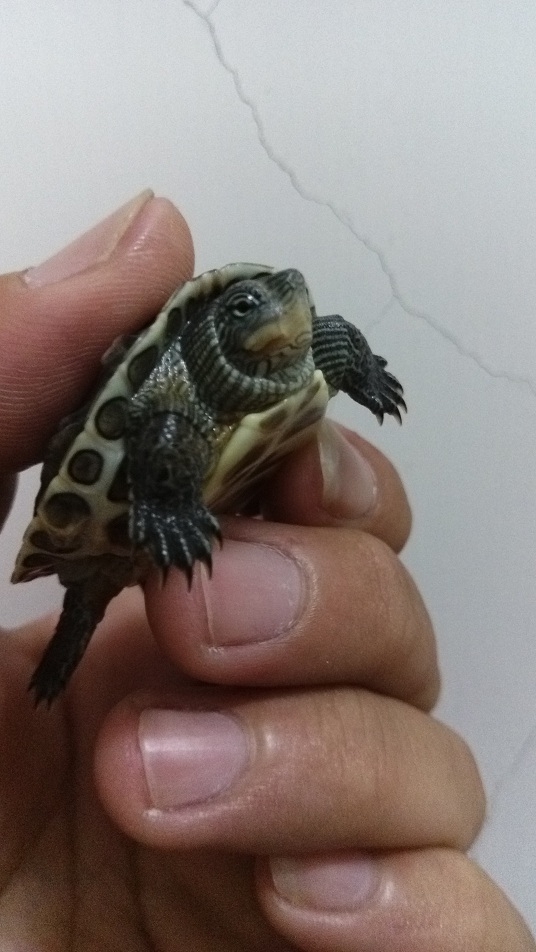 烏龜飼養生病疑問??