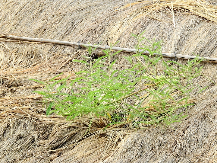 讓心靈放空的小山城:來義鄉丹林部落丹林渡假村
