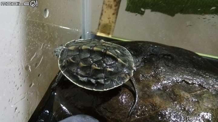 烏龜飼養生病疑問??