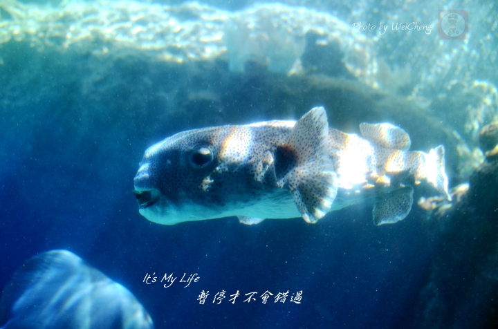 2016七色之海 - 沖繩單車篇