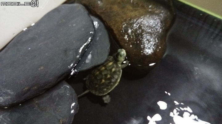 烏龜飼養生病疑問??