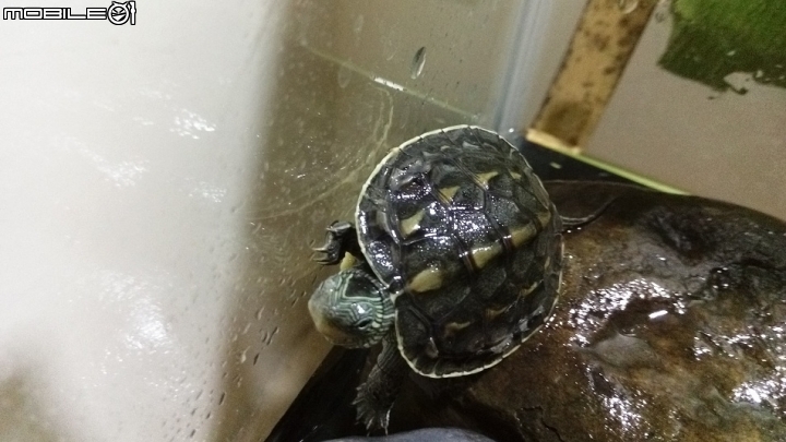 烏龜飼養生病疑問??