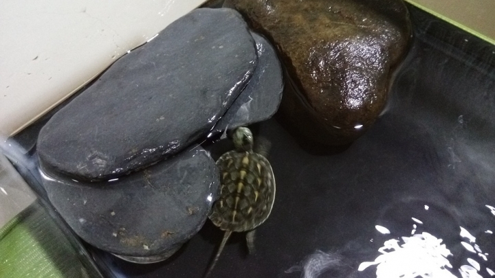 烏龜飼養生病疑問??