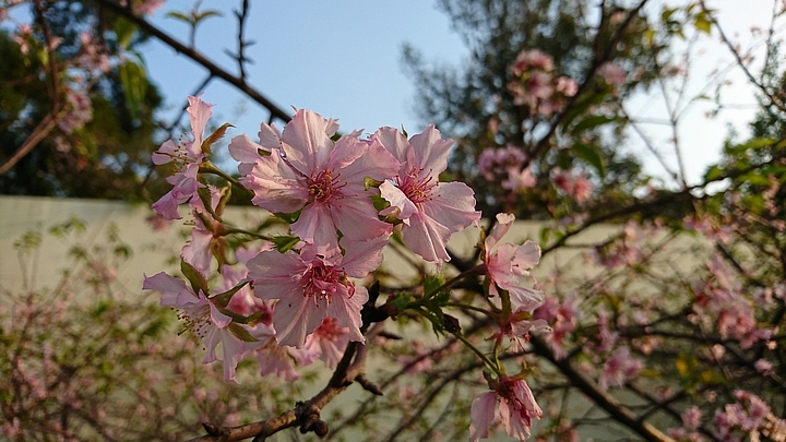 精煉鉑爵銀_SONY XZ