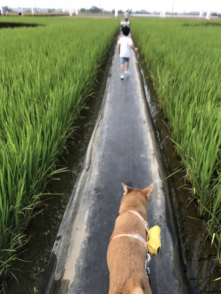 「中華三菱幸福返鄉稻陣走」之人犬半日遊