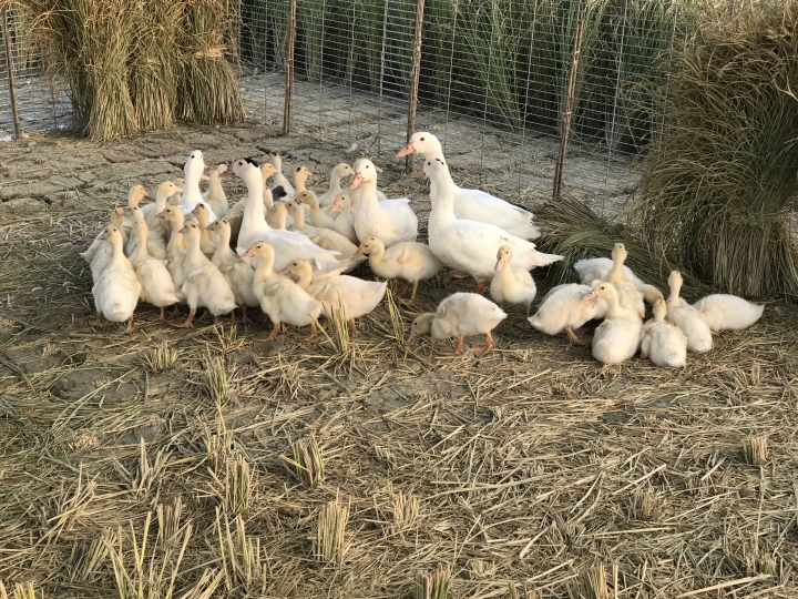 「中華三菱幸福返鄉稻陣走」之人犬半日遊