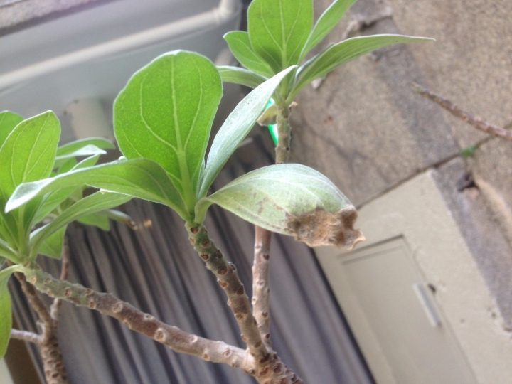 請問我們的白水木怎麼了?