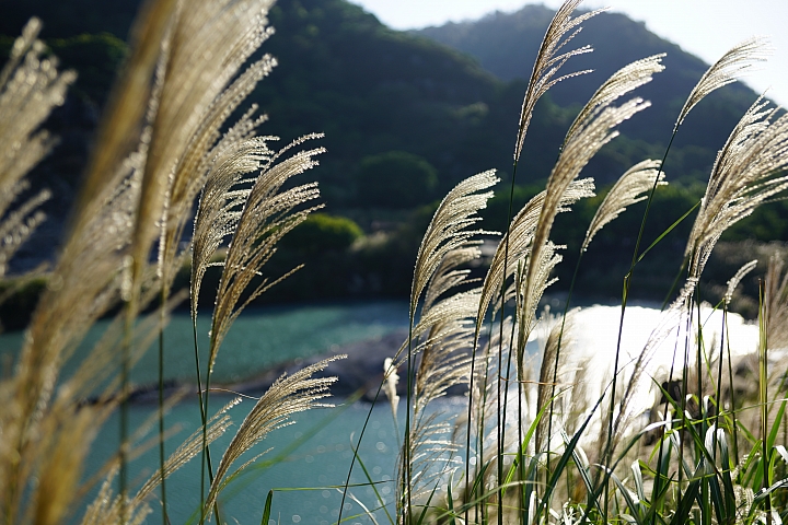 【獨家】Sony A99 II 實拍分享及極速試玩心得!