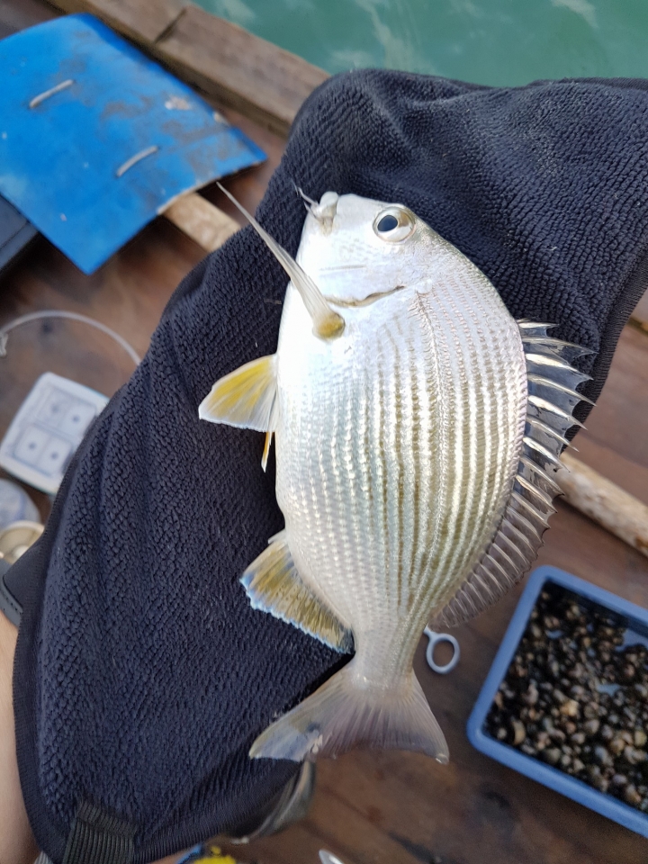 蚵棚釣魚,終於可以PO漁獲了!