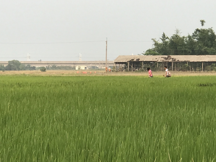 「中華三菱幸福返鄉稻陣走」之人犬半日遊