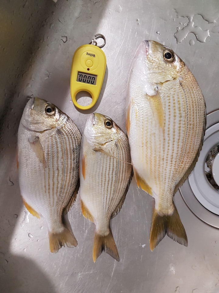 蚵棚釣魚,終於可以PO漁獲了!