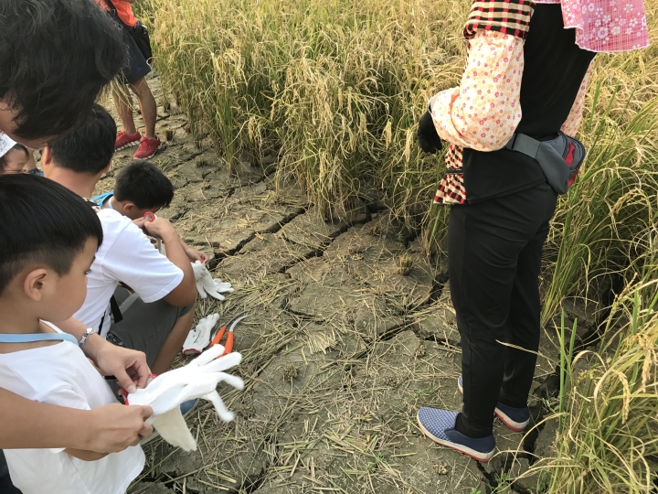 「中華三菱幸福返鄉稻陣走」之人犬半日遊