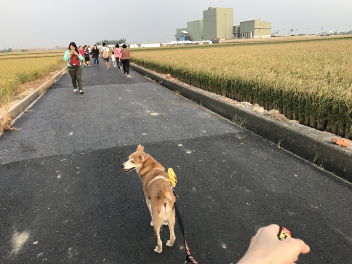 「中華三菱幸福返鄉稻陣走」之人犬半日遊