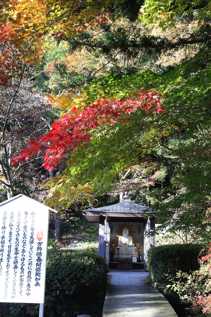 2016日本東北賞楓行(80D+EF17~40)