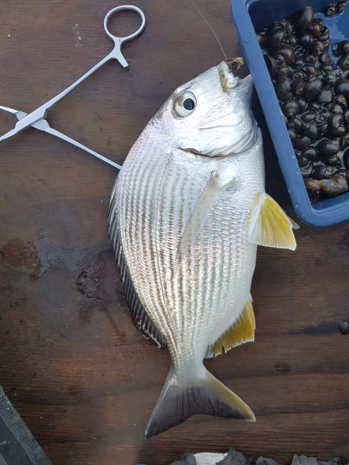 蚵棚釣魚,終於可以PO漁獲了!
