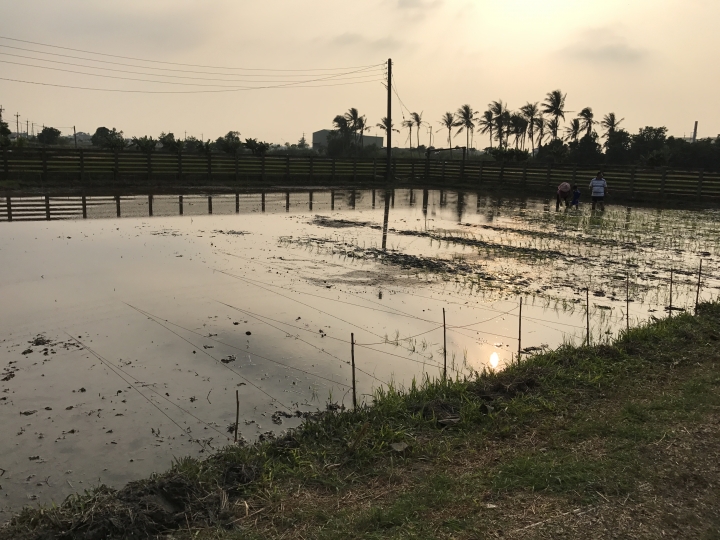 「中華三菱幸福返鄉稻陣走」之人犬半日遊