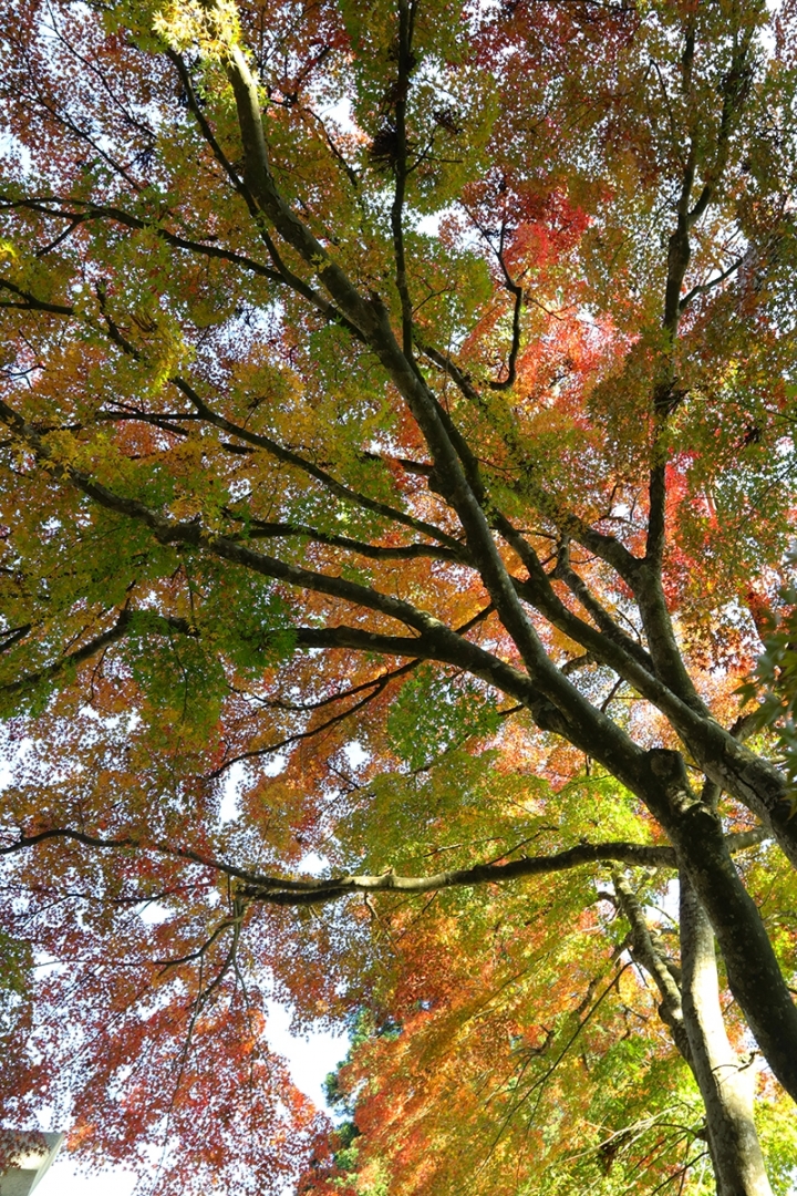 2016日本東北賞楓行(80D+EF17~40)