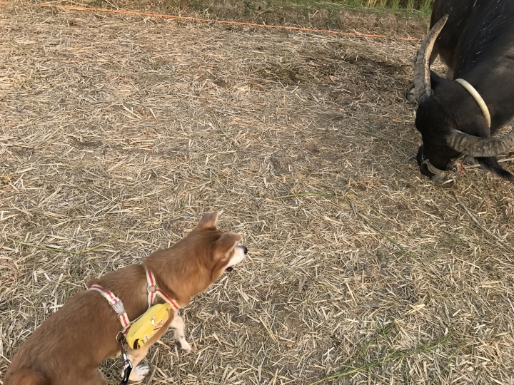 「中華三菱幸福返鄉稻陣走」之人犬半日遊