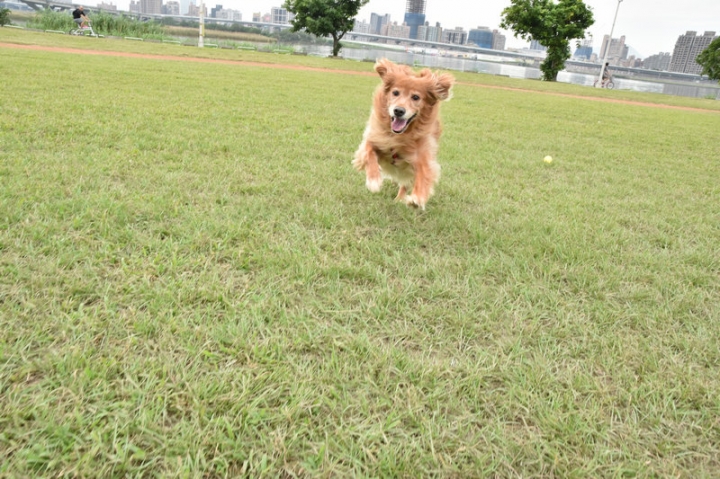 Colt plus喜悅開箱~