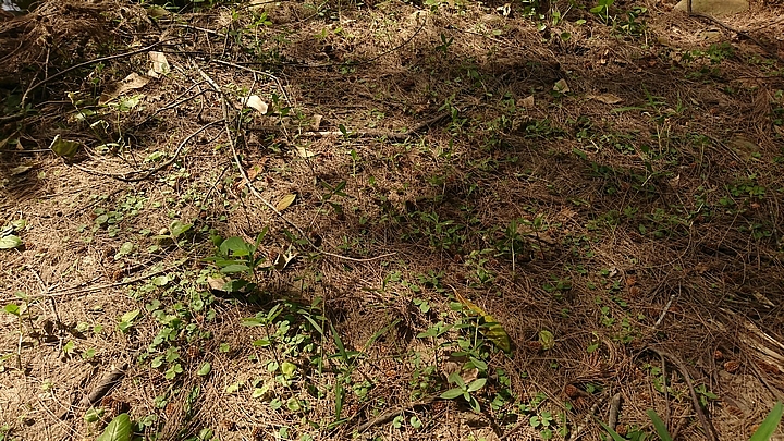 精煉鉑爵銀_SONY XZ