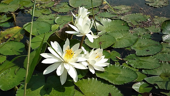 精煉鉑爵銀_SONY XZ