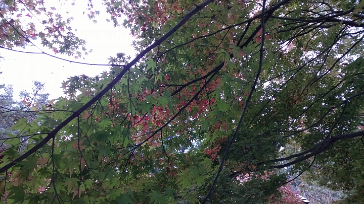 機車旅行-福壽山賞楓