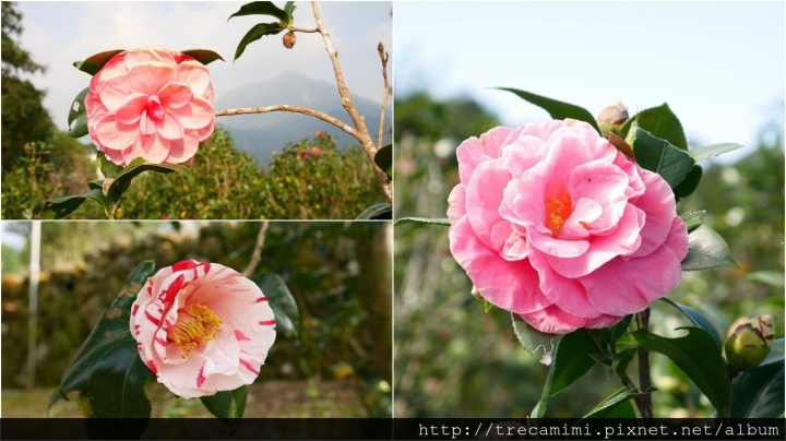 【旅遊-南投鹿谷】蟬說:鳳凰亭序-自然共舞的山林綠建築/玻璃屋下浪漫晚餐/台大鳳凰自然教育園區