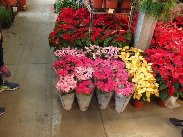 載人以外也很好用, Sharan化身綠手指~