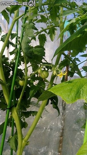 這是一個悲傷的故事(加映私人懶人迷你菜園)