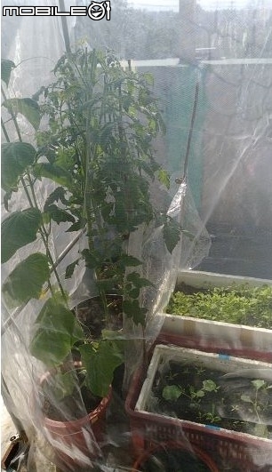 這是一個悲傷的故事(加映私人懶人迷你菜園)