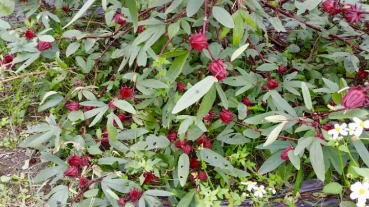 花蓮好山好水好放鬆~住宿養和屋就像回到家一樣~