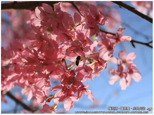 梅后蔓瀑布步道,就和《花湖美地露營區》的名字一樣美,這裡可以戲水,逛森林,還有好精采的生態觀察~