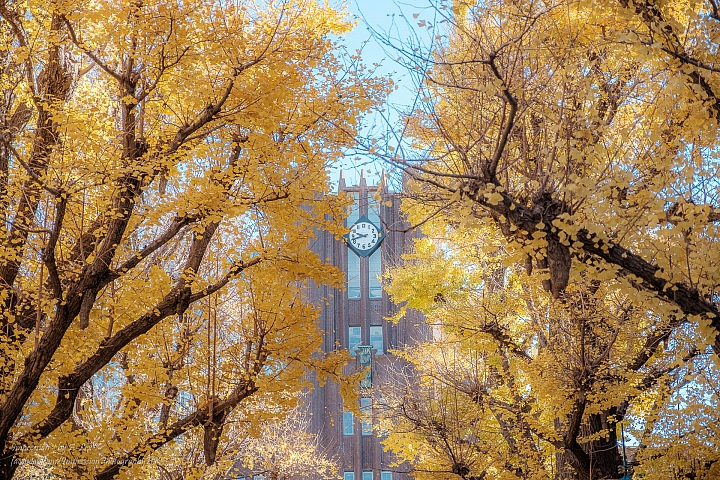 【X-T1】遲來一步的東京秋楓