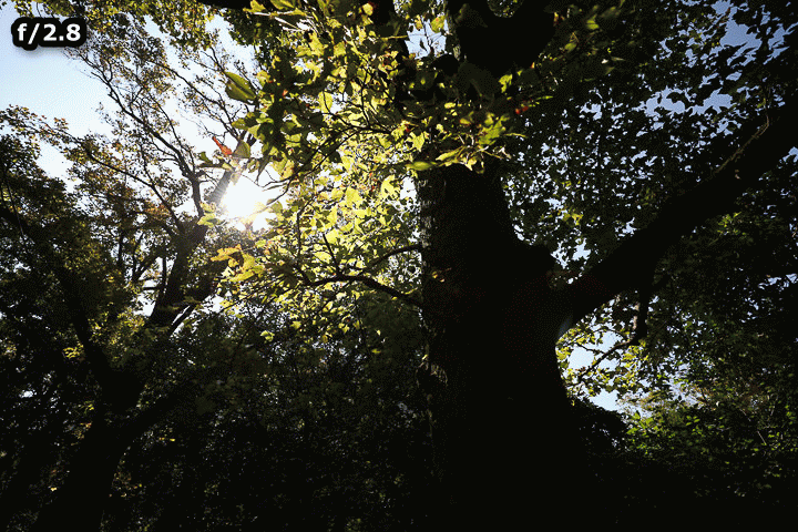 超廣角大三元再臨‧Canon EF 16-35mm f/2.8L III USM 實測分享!