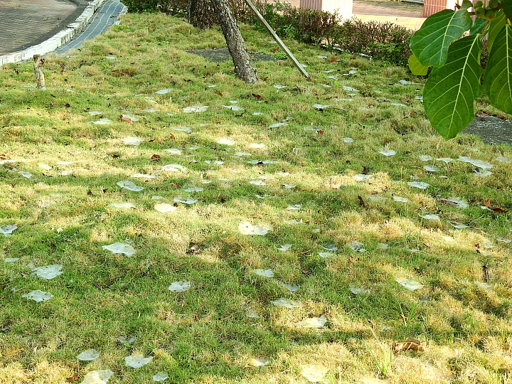 平凡中的趣味,草原上的珍珠地毯。