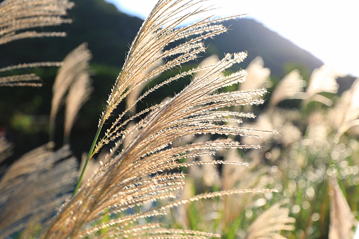 超廣角大三元再臨‧Canon EF 16-35mm f/2.8L III USM 實測分享!