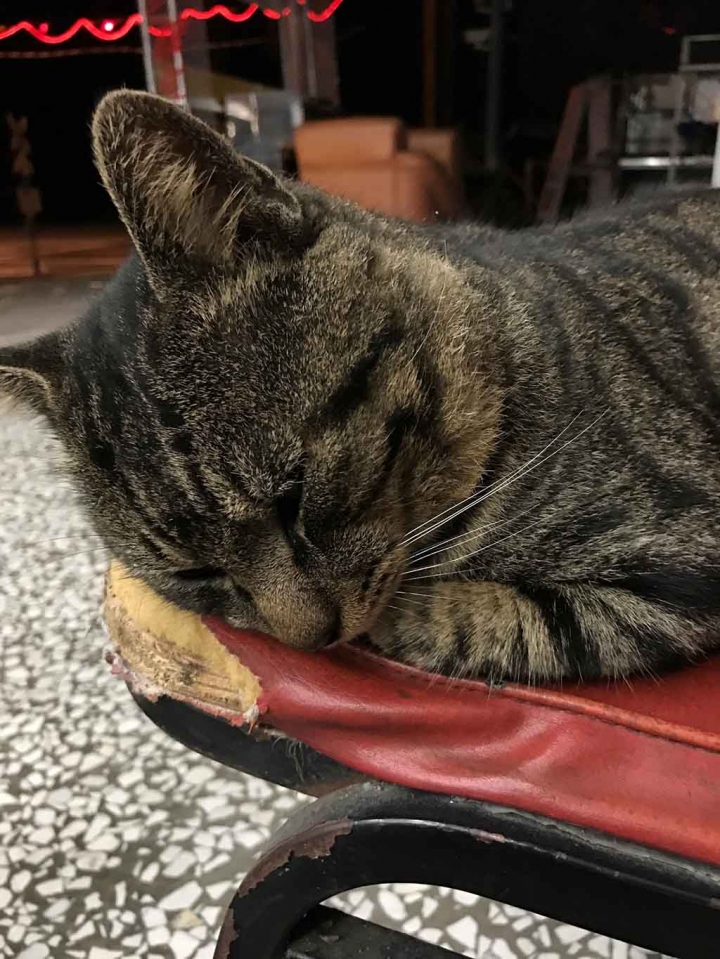 心血來潮的Outlander花蓮行