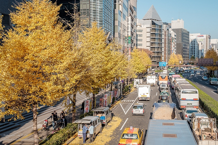 【X-T1】遲來一步的東京秋楓