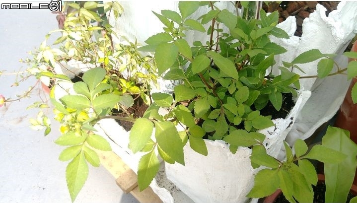 這是一個悲傷的故事(加映私人懶人迷你菜園)