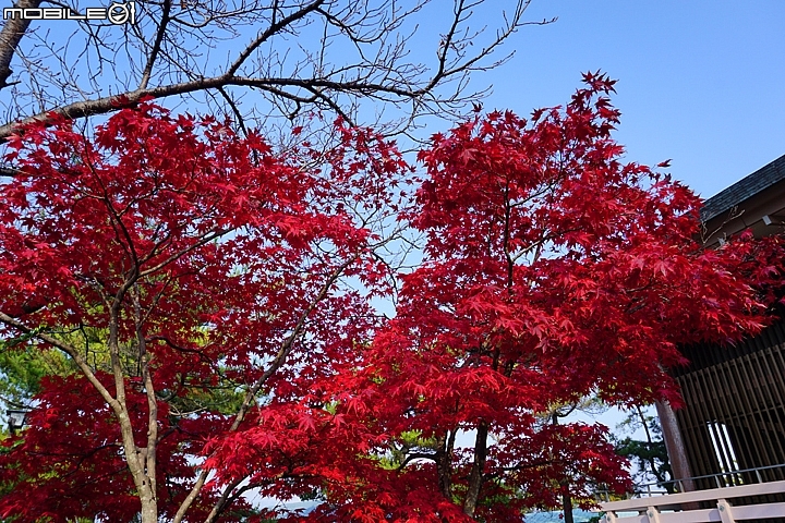 嚴島神社 以海上大鳥居而聞名的世界遺產