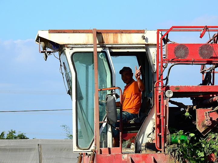 非常少見毛豆採收機跟著一大群黃頭鷺