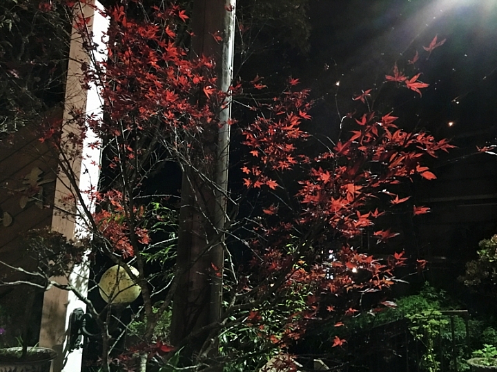 20161201~1215 阿里山、墾丁、綠島、武嶺放空之旅 (一)日月潭、阿里山、嘉義行程