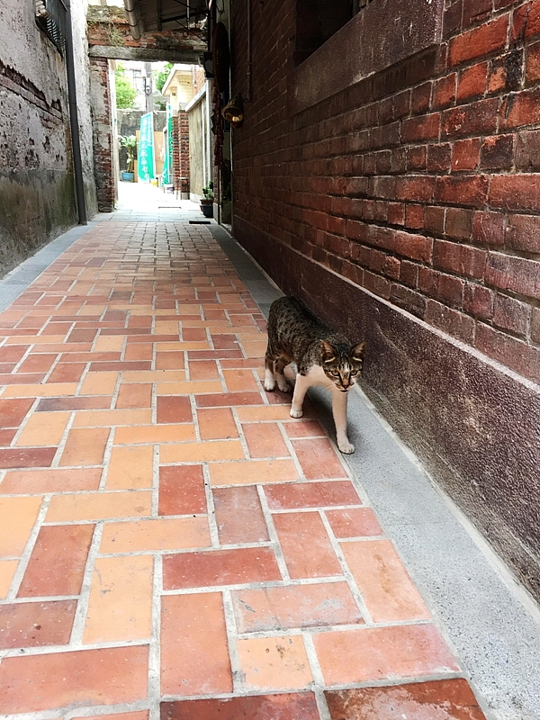 20161201~1215 阿里山、墾丁、綠島、武嶺放空之旅 (二) 嘉義、台南、高雄