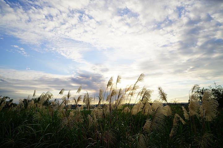 E-mount 大光圈廣角手動鏡‧TOKINA FiRIN 20mm F2 FE MF 金屬質感 表現均衡！