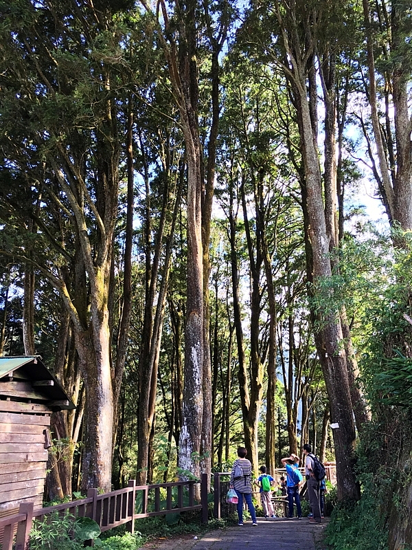 20161201~1215 阿里山、墾丁、綠島、武嶺放空之旅 (一)日月潭、阿里山、嘉義行程