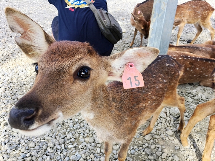 20161201~1215 阿里山、墾丁、綠島、武嶺放空之旅 (三) 高雄、墾丁、台東