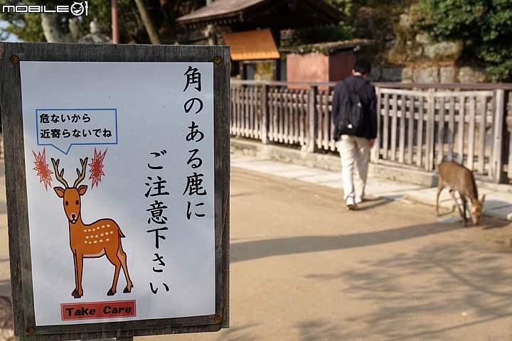 嚴島神社 以海上大鳥居而聞名的世界遺產