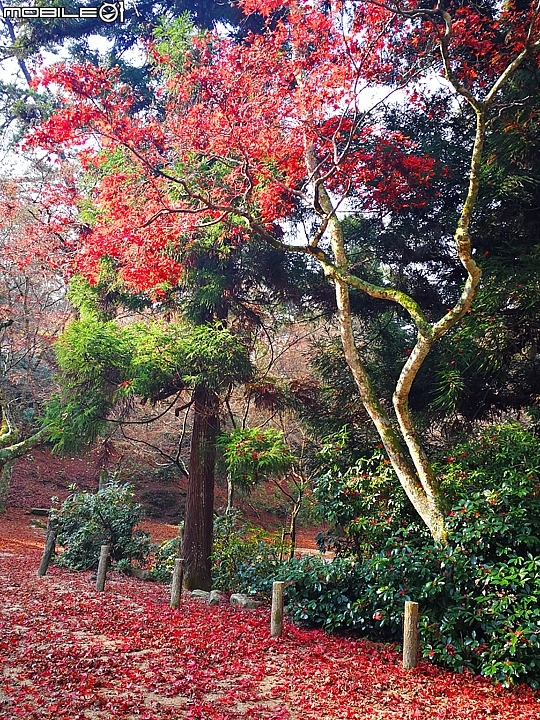 嚴島神社 以海上大鳥居而聞名的世界遺產