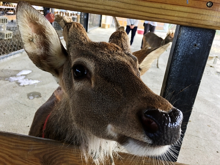 20161201~1215 阿里山、墾丁、綠島、武嶺放空之旅 (三) 高雄、墾丁、台東