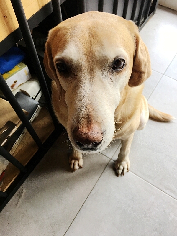 20161201~1215 阿里山、墾丁、綠島、武嶺放空之旅 (三) 高雄、墾丁、台東